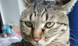 猫的视频,跟随猫咪视频，领略萌态百出